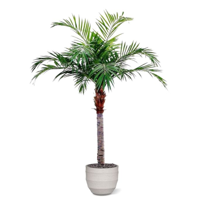Majesty Giant kunstpalm 350cm - NOVA LIGNUM