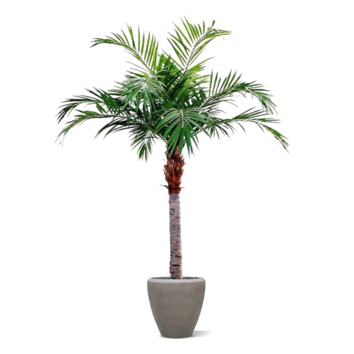 Majesty Giant kunstpalm 350cm - NOVA LIGNUM