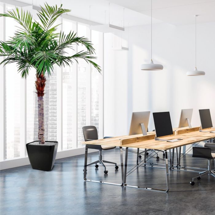 Majesty Giant kunstpalm 350cm - NOVA LIGNUM
