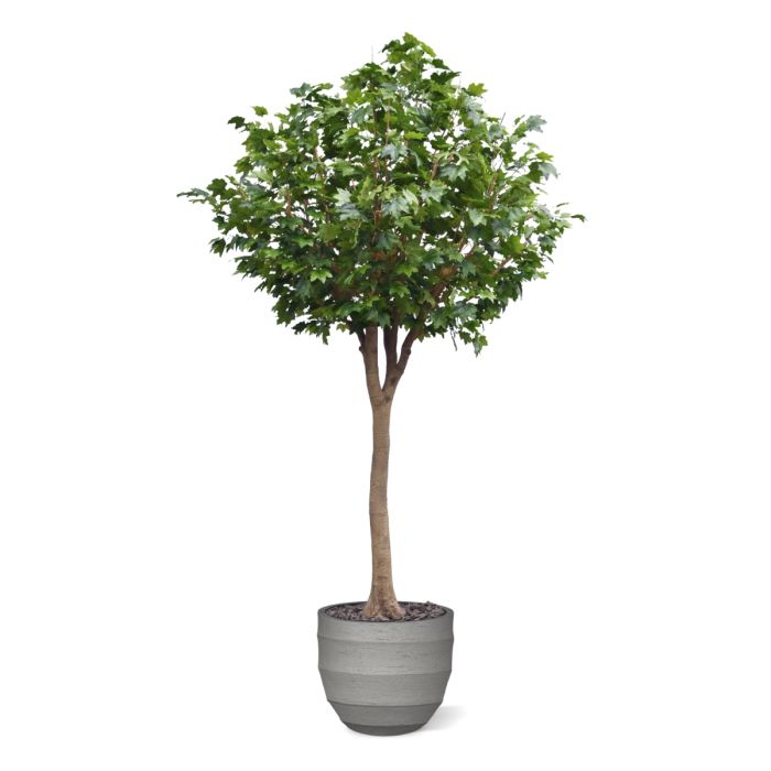 Maple Kunstboom Deluxe XXL 375cm op stam - NOVA LIGNUM
