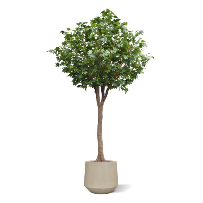 Maple Kunstboom Deluxe XXL 375cm op stam - NOVA LIGNUM