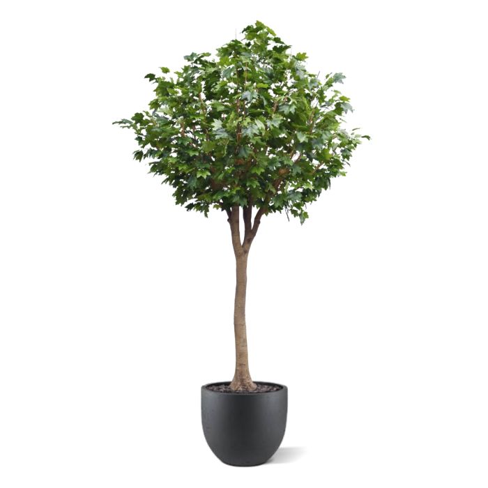 Maple Kunstboom Deluxe XXL 375cm op stam - NOVA LIGNUM
