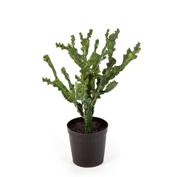 MOUNTAIN CACTUS 76 CM W/POT - NOVA LIGNUM