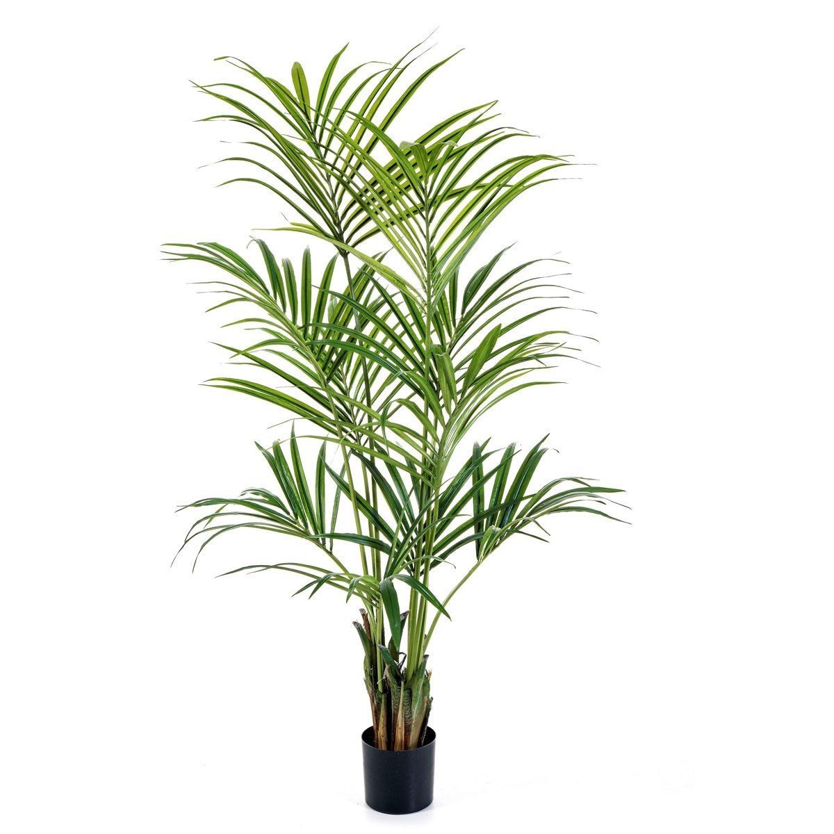 Natural kentia palm - NOVA LIGNUM