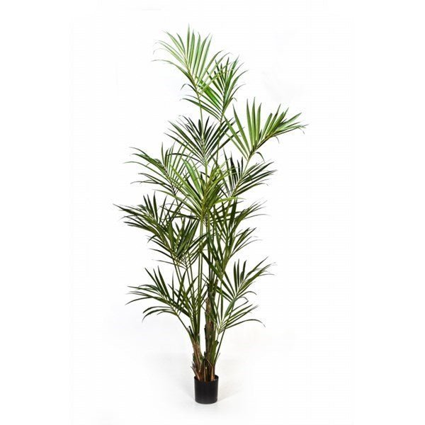 Natural kentia palm - NOVA LIGNUM