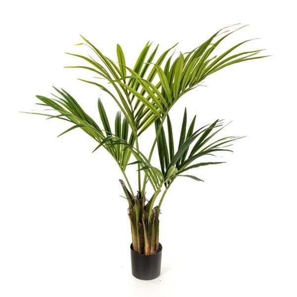 Natural Kentia Palm - NOVA LIGNUM