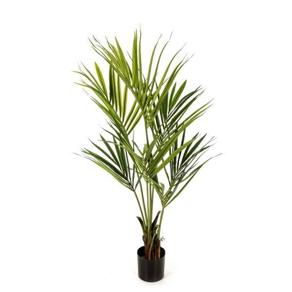 Natural Kentia Palm - NOVA LIGNUM
