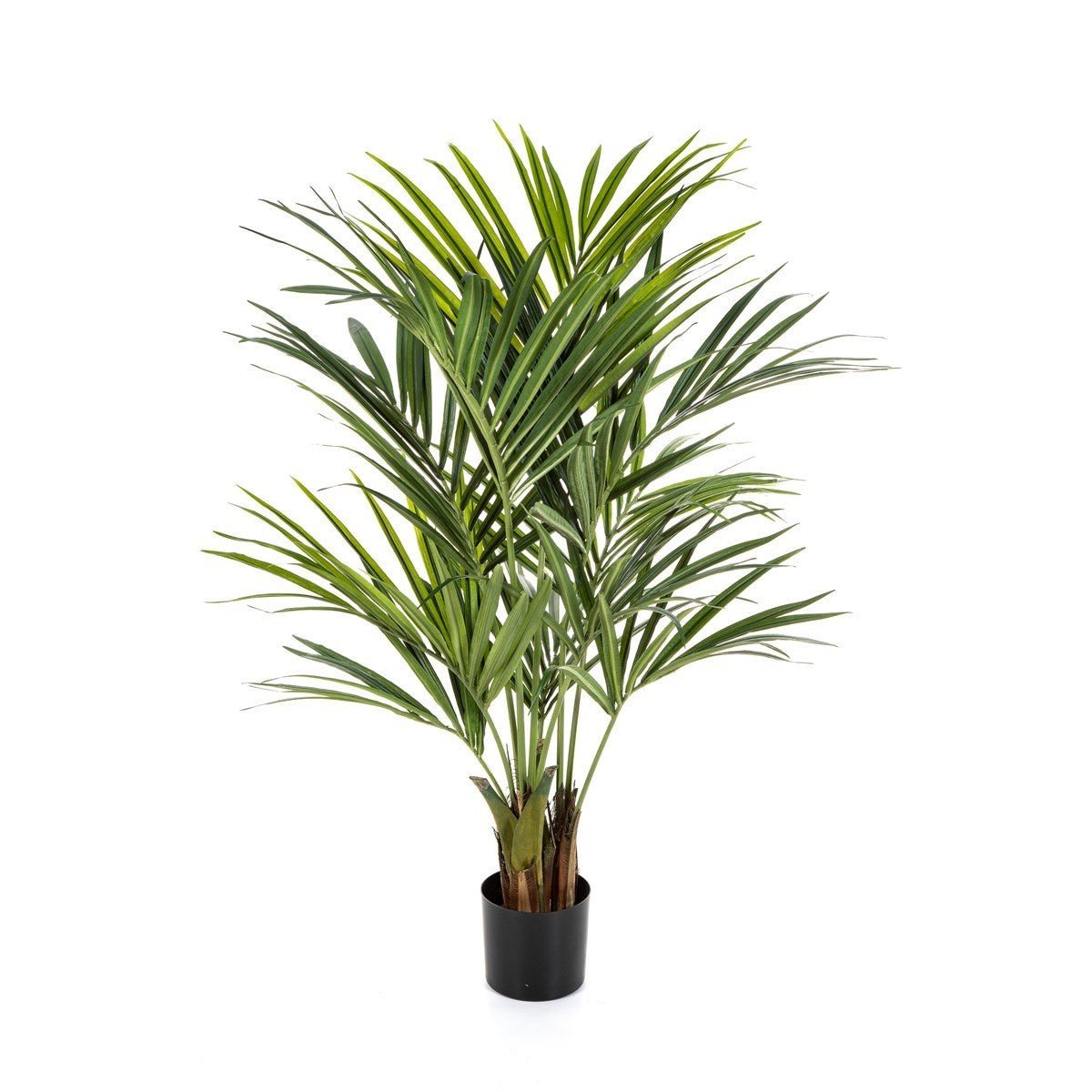 Natural Kentia Palm de luxe - NOVA LIGNUM