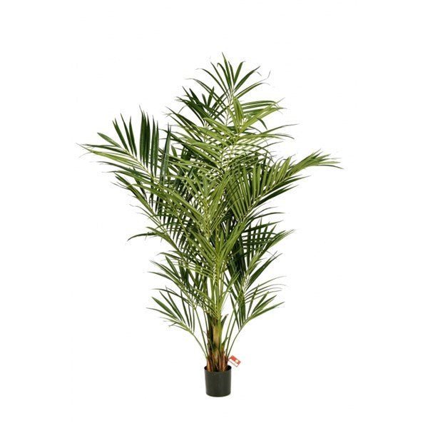 Natural Kentia Palm de luxe FR - NOVA LIGNUM