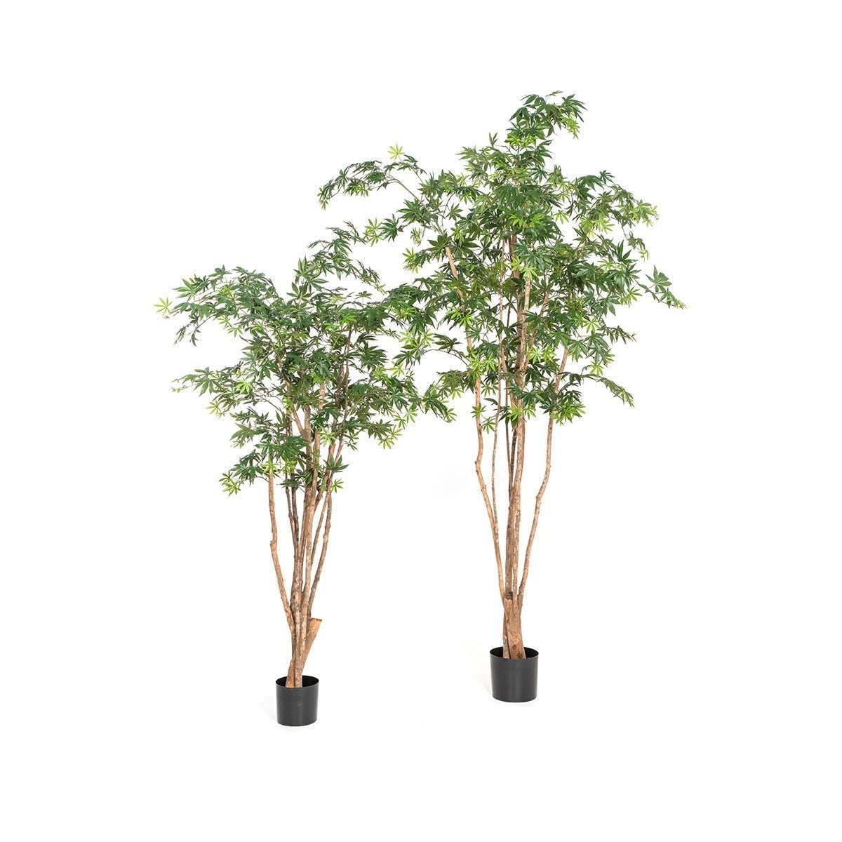 Natural Maple Wild Trunk - NOVA LIGNUM