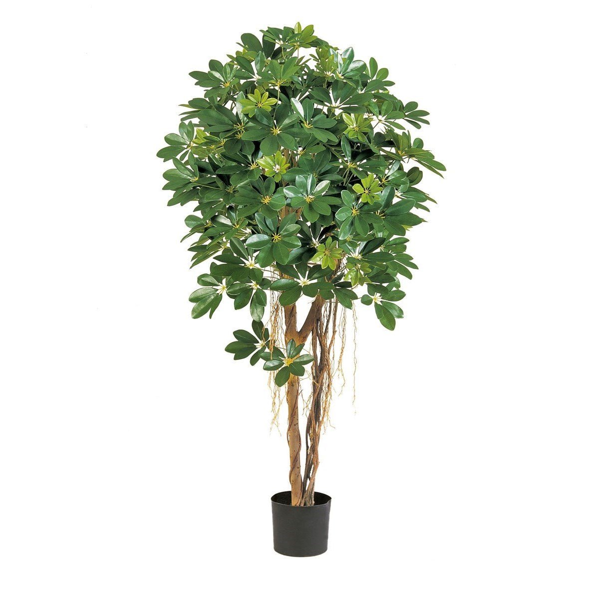 NATURAL SCHEFFLERA UMBRELLA - NOVA LIGNUM