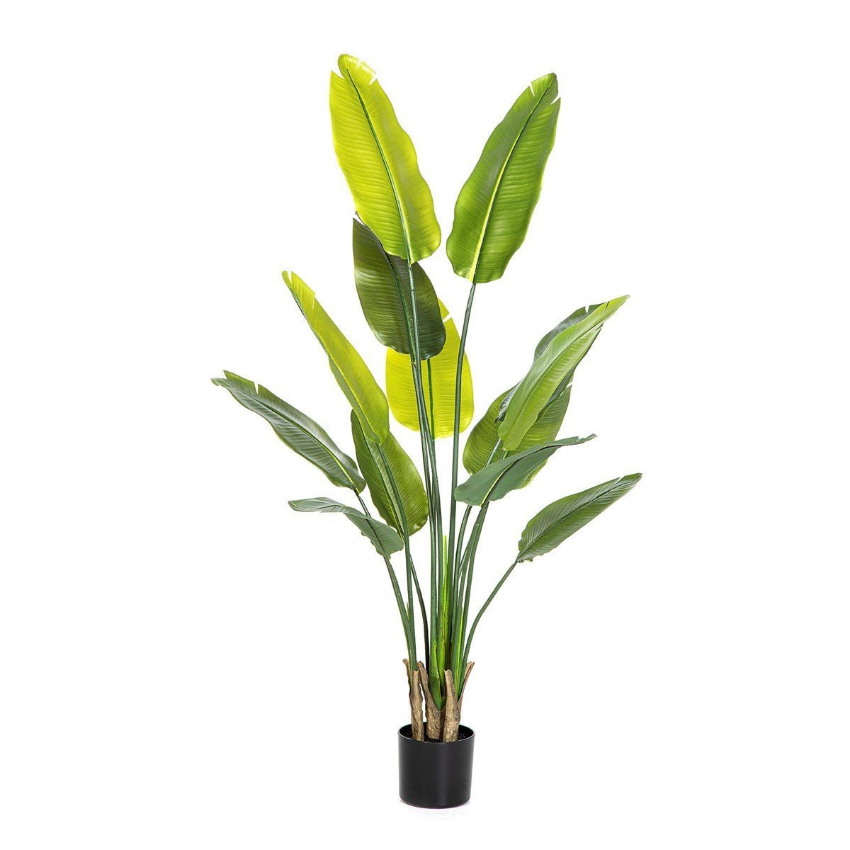 Natural Traveller Palm 160 cm - NOVA LIGNUM