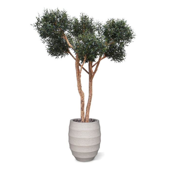 Olijf kunst Bonsai boom Deluxe 250cm - NOVA LIGNUM