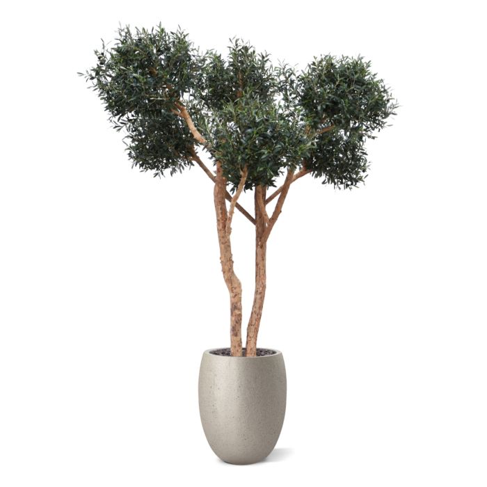 Olijf kunst Bonsai boom Deluxe 250cm - NOVA LIGNUM