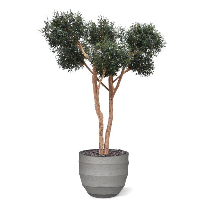 Olijf kunst Bonsai boom Deluxe 250cm - NOVA LIGNUM