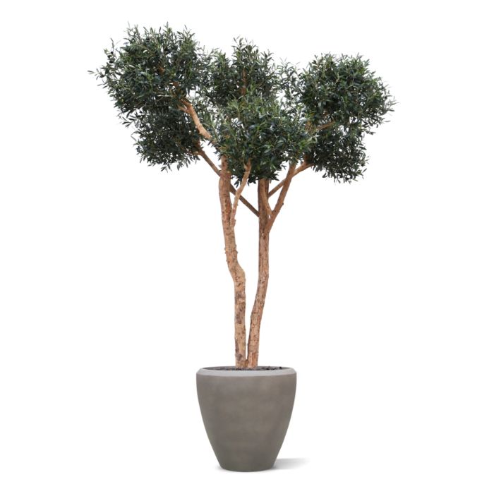 Olijf kunst Bonsai boom Deluxe 250cm - NOVA LIGNUM
