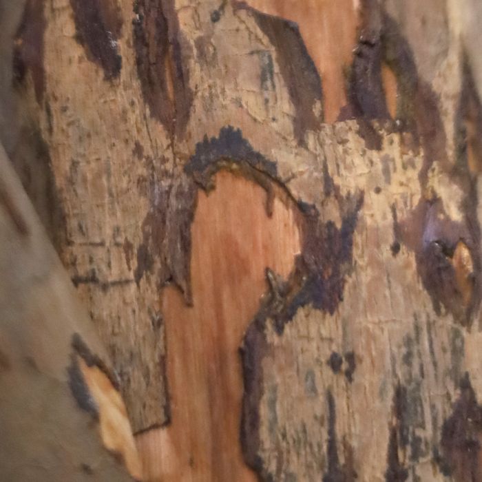 Olijf kunst Bonsai boom Deluxe 250cm - NOVA LIGNUM