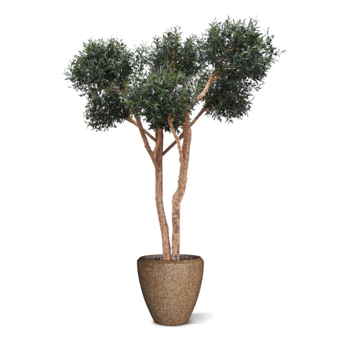 Olijf kunst Bonsai boom Deluxe 250cm - NOVA LIGNUM