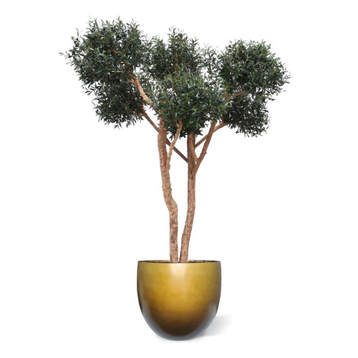 Olijf kunst Bonsai boom Deluxe 250cm - NOVA LIGNUM