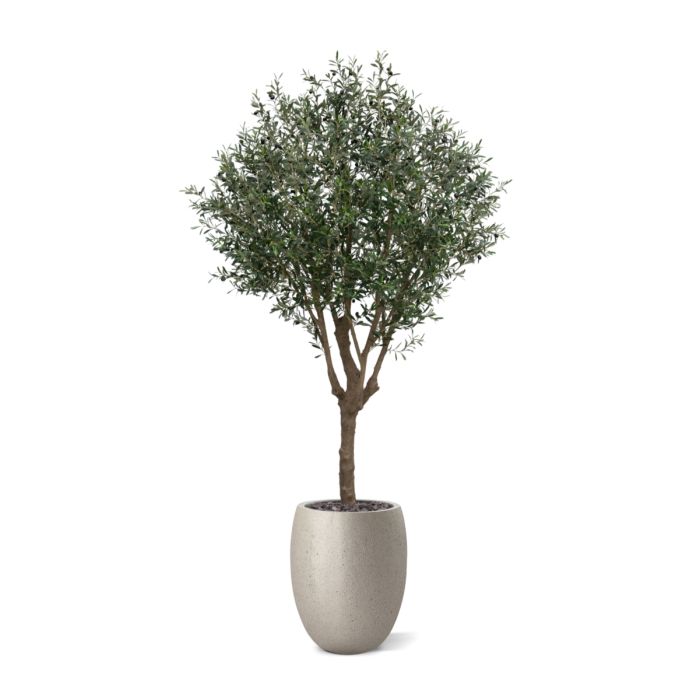 Olijf Kunstboom XL 250cm Deluxe - NOVA LIGNUM