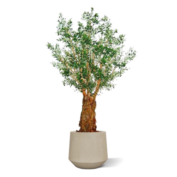Olijf deluxe kunstboom 290cm - afbeelding 8