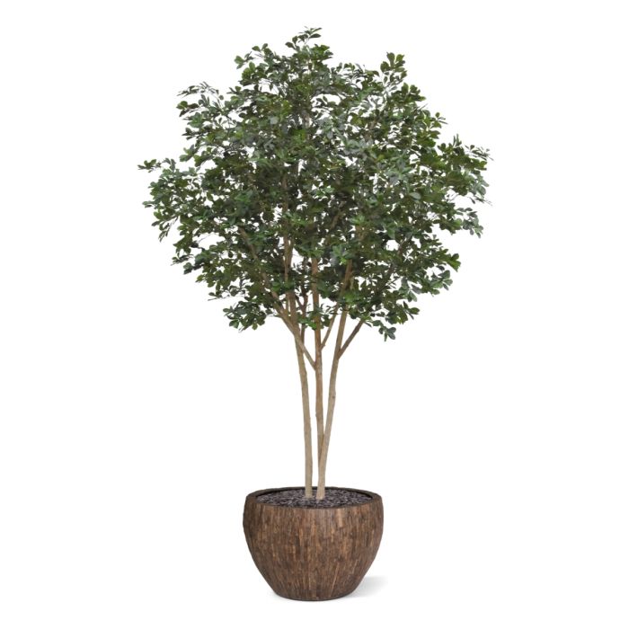 Oriental Olijf Kunstboom Deluxe 310cm - NOVA LIGNUM