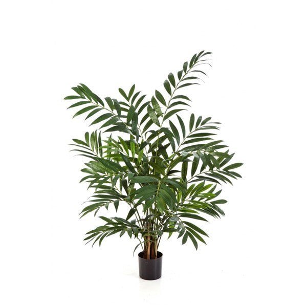 Parlour Palm - NOVA LIGNUM