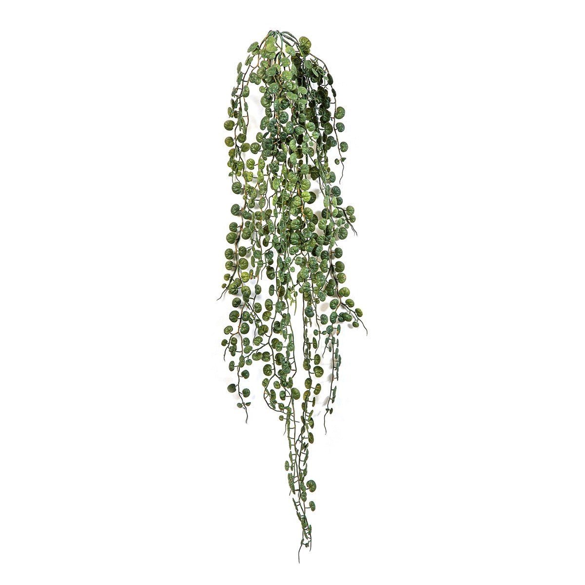 Peperomia Serpens Hanging Bush - NOVA LIGNUM