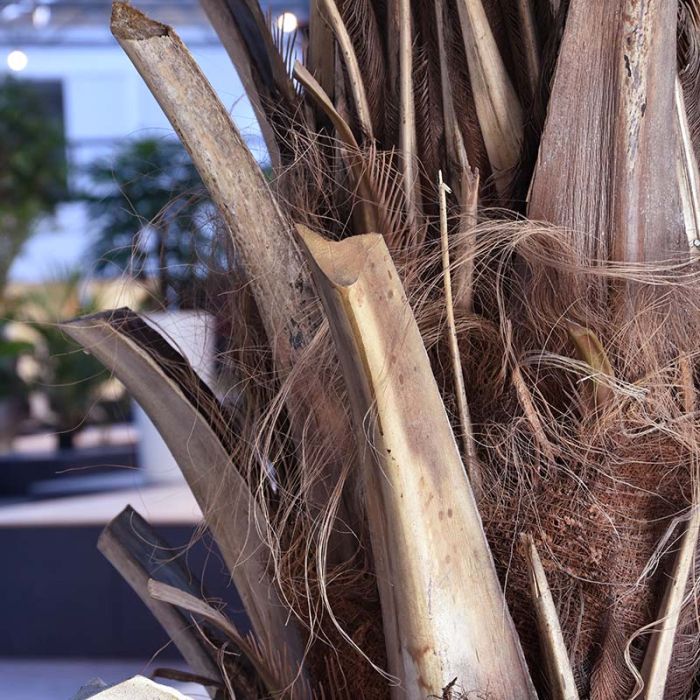 Phoenix Canarie kunstpalm XXL op voet 300cm - NOVA LIGNUM