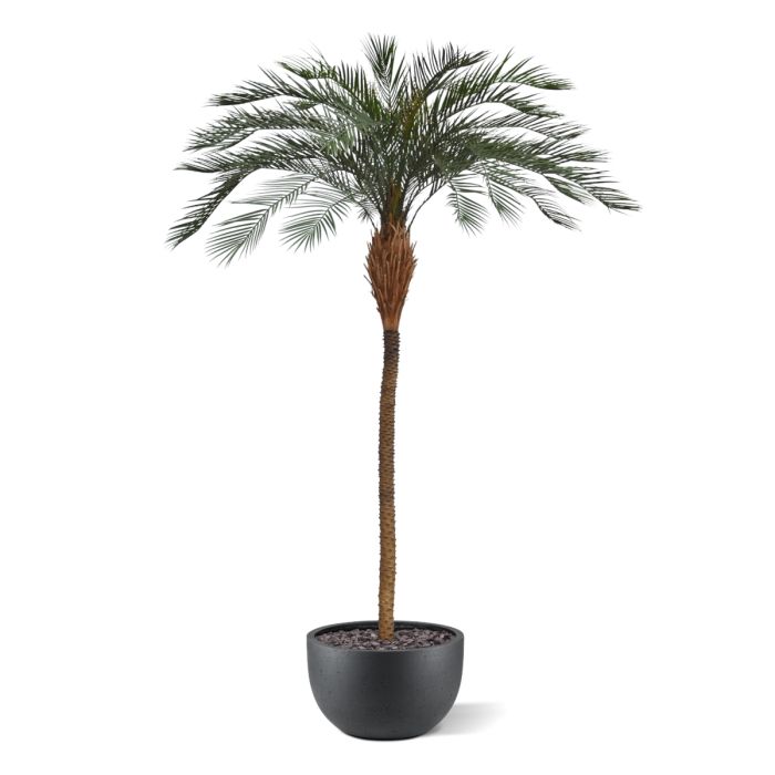 Phoenix kunstpalm deluxe OD 300cm - afbeelding 8