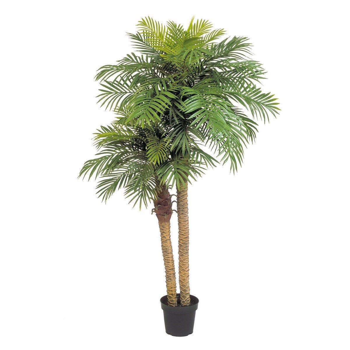 Phoenix palm double w/pot - NOVA LIGNUM