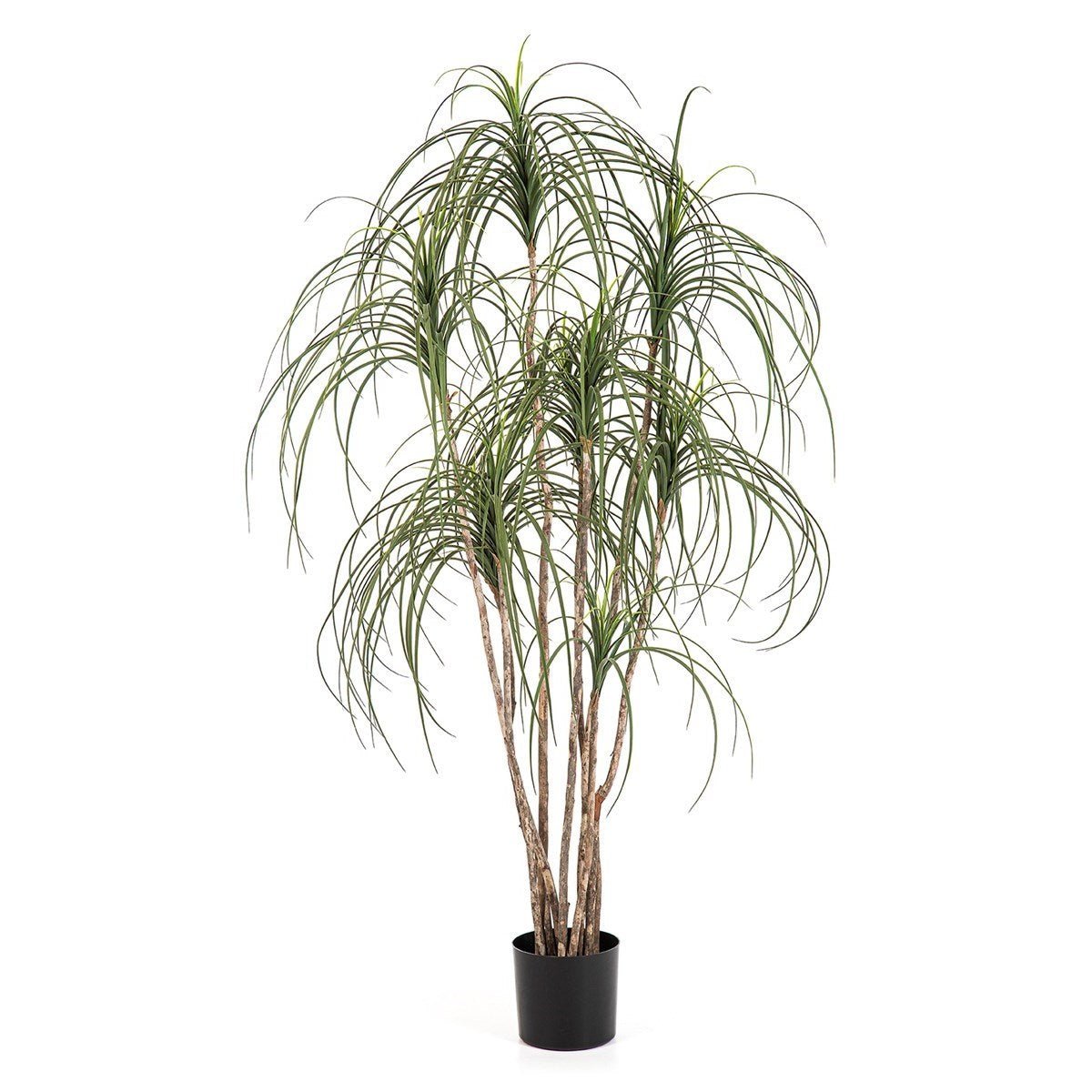 Pony Tail Nitida Tree - NOVA LIGNUM