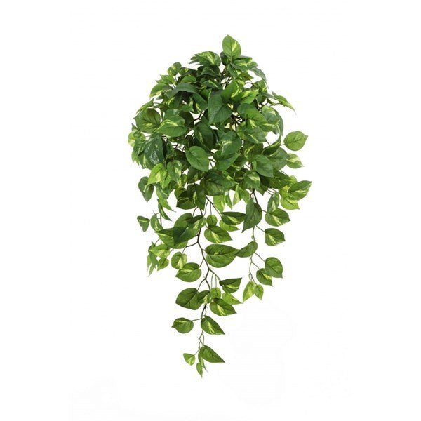 Pothos Hanging Bush x 232 - NOVA LIGNUM