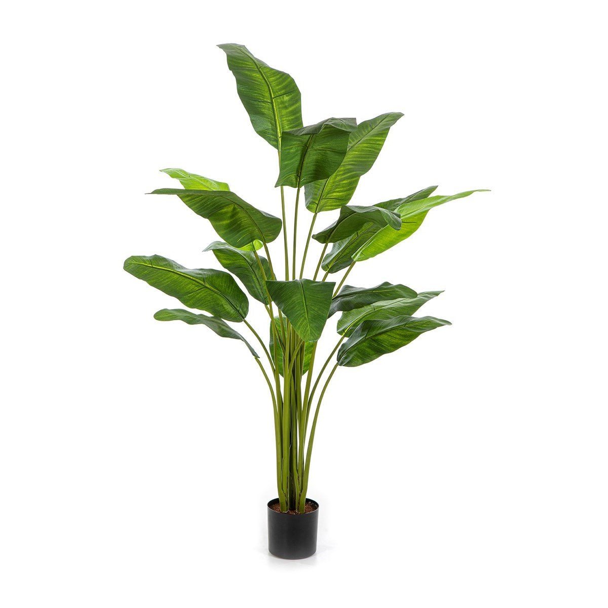 Royal Traveller Palm - NOVA LIGNUM