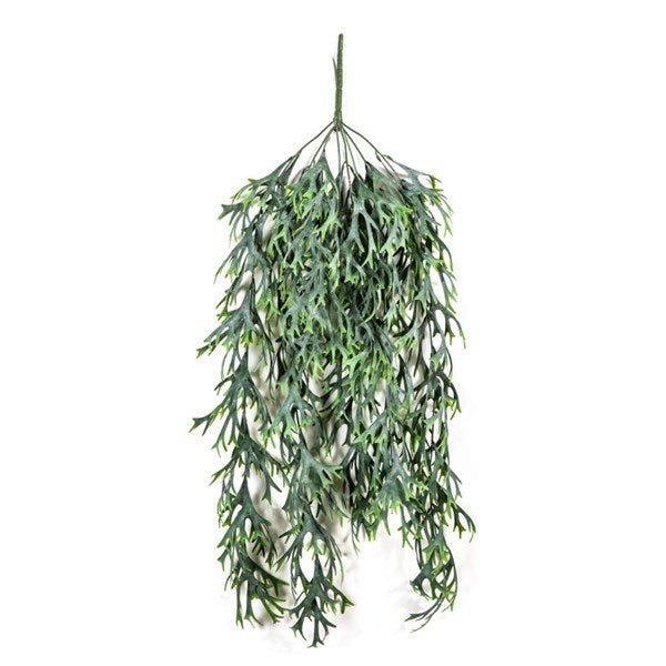 Staghorn Hanging Vine Bush - NOVA LIGNUM