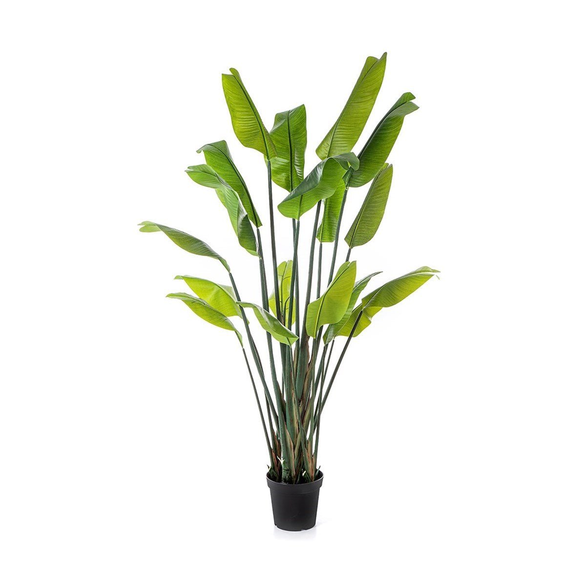 Strelitzia Traveller Palm - NOVA LIGNUM