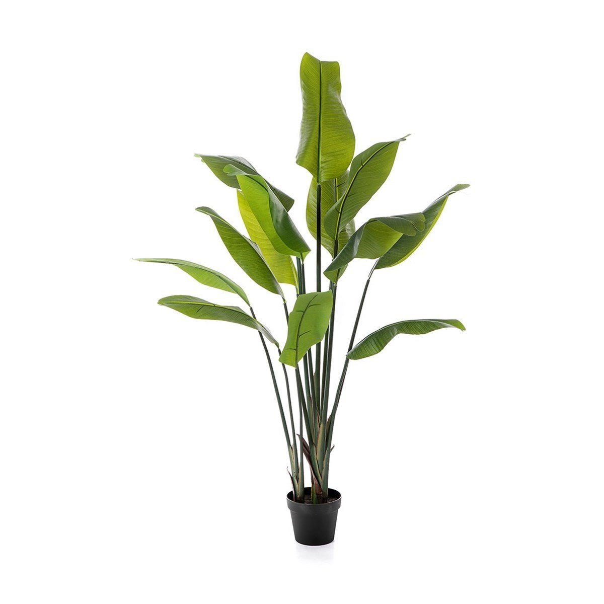 Strelitzia Traveller Palm - NOVA LIGNUM