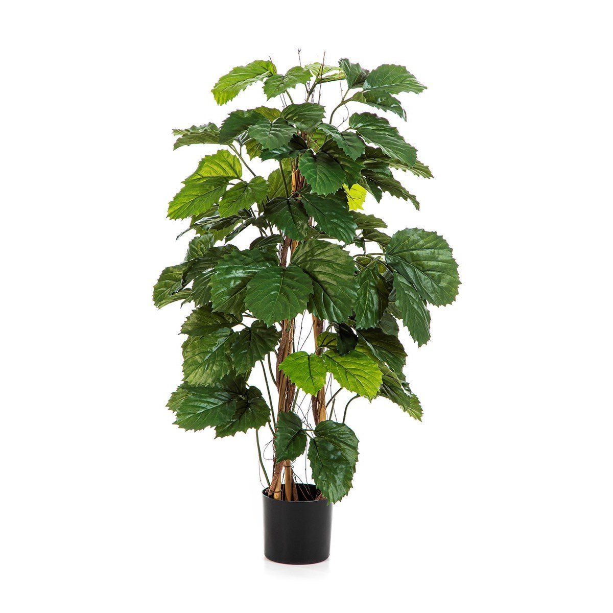 Tetrastigma Bush Tree 43104N - NOVA LIGNUM