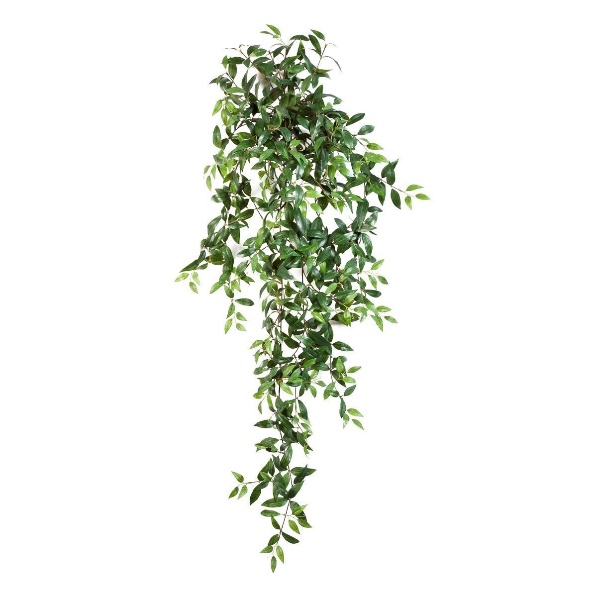 Tradescantia Hanging Bush x 18 - NOVA LIGNUM