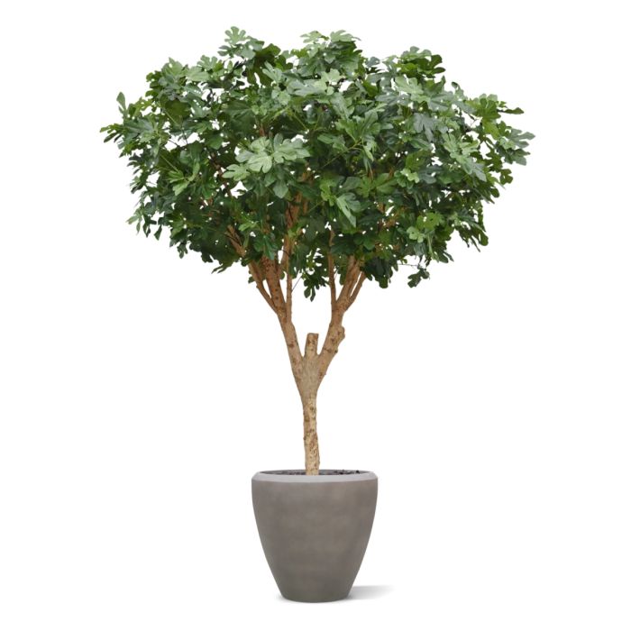 Vijgen Kunstboom Deluxe 250cm - NOVA LIGNUM