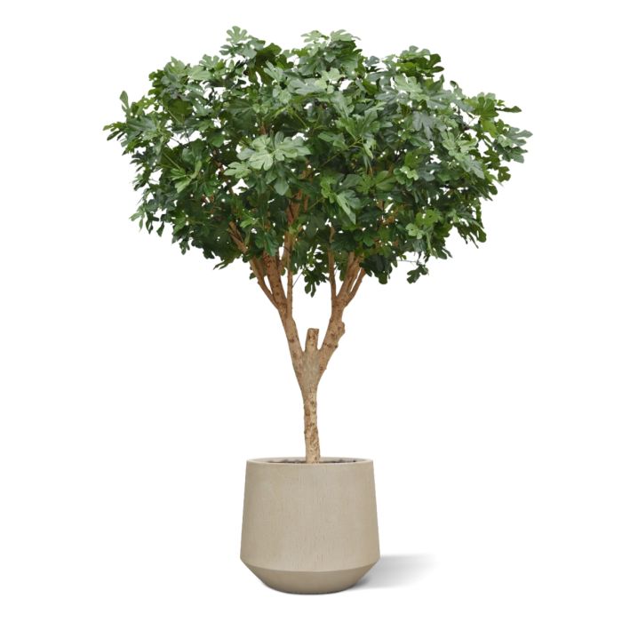 Vijgen Kunstboom Deluxe 250cm - NOVA LIGNUM