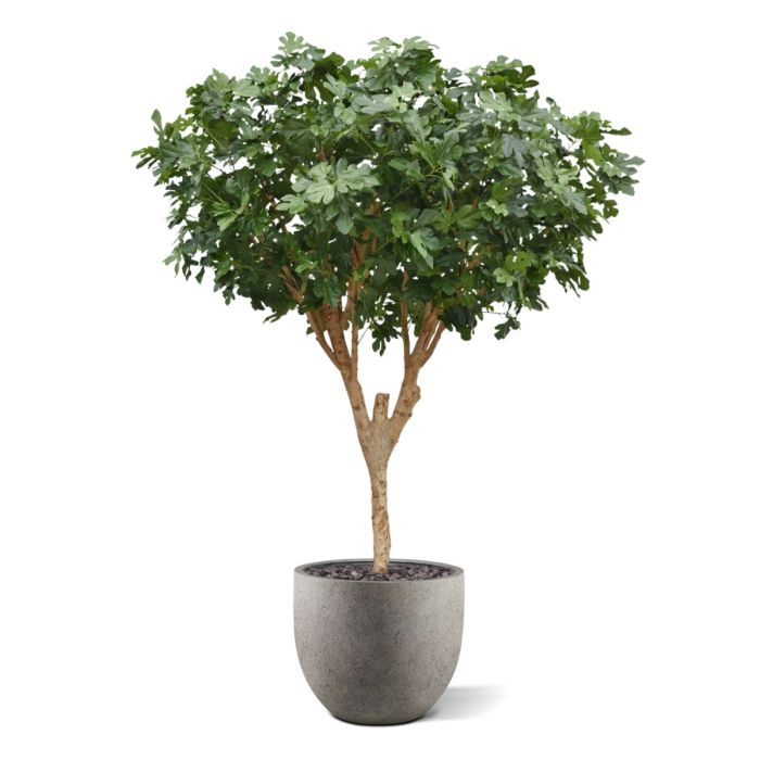 Vijgen Kunstboom Deluxe 250cm - NOVA LIGNUM