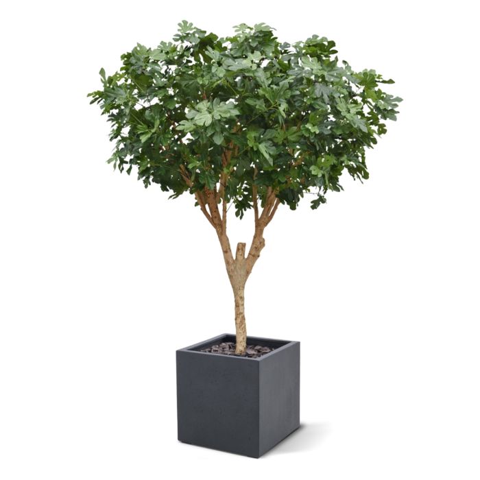 Vijgen Kunstboom Deluxe 250cm - NOVA LIGNUM