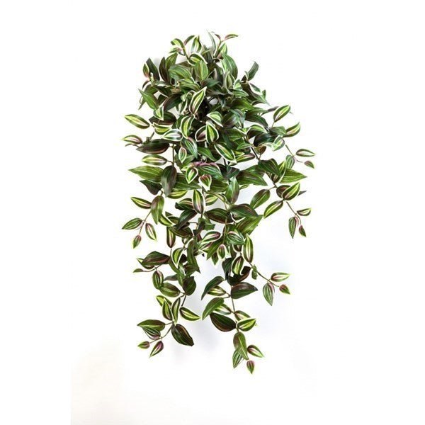 Wandering Jew Hanging Bush x 12 - NOVA LIGNUM