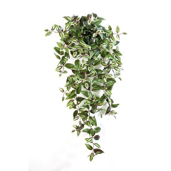Wandering Jew Hanging Bush x 15 - NOVA LIGNUM