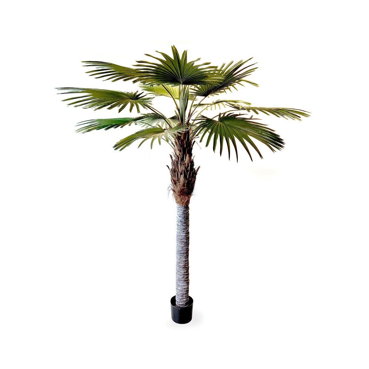 Washingtonia Palm - NOVA LIGNUM