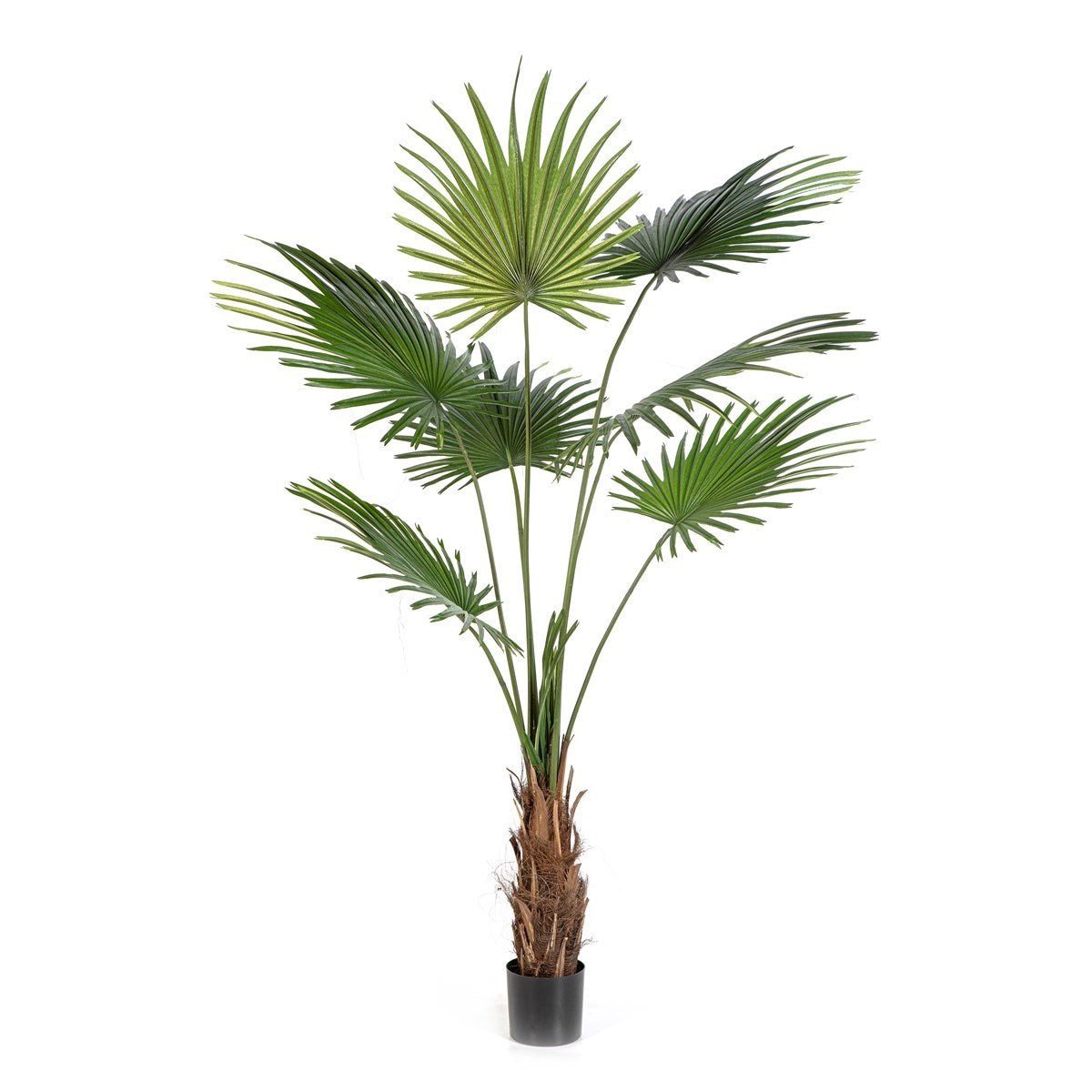 Washingtonia Tree 200 cm - NOVA LIGNUM