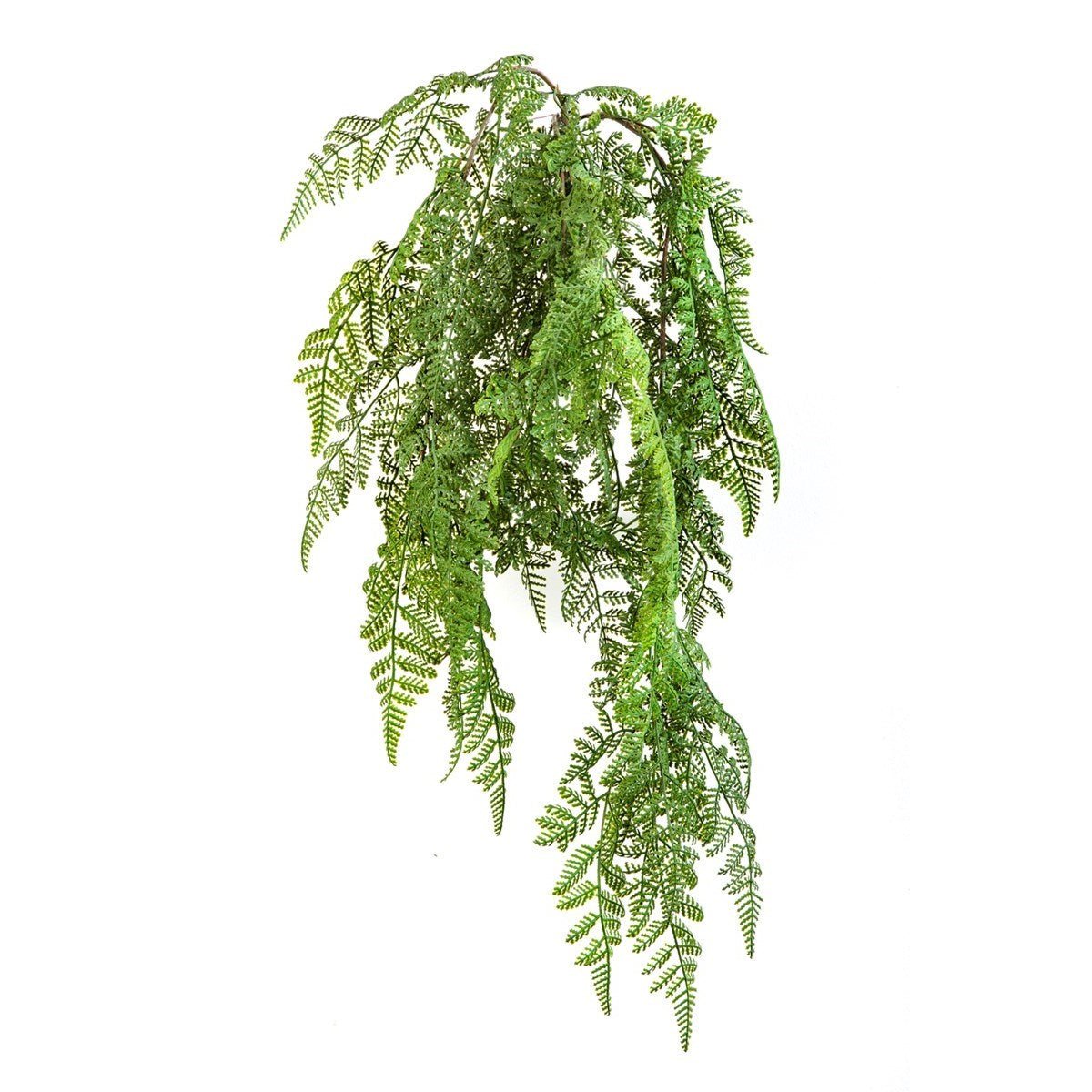 WOOD FERN HANGING BUSH - NOVA LIGNUM