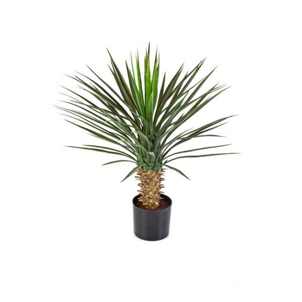 Yucca Rostrata Head - NOVA LIGNUM
